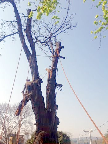 Tree Flgging Tree Felling